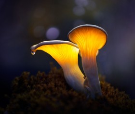 Spring wild mushrooms HD picture