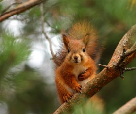 Squirrel standing on tree branch HD picture