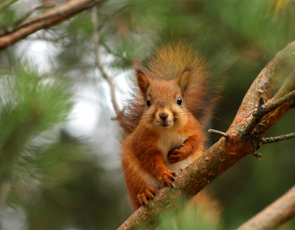 Squirrel standing on tree branch HD picture