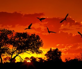 Sunset red clouds flying birds Stock Photo