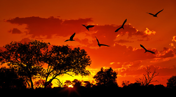 Sunset red clouds flying birds Stock Photo