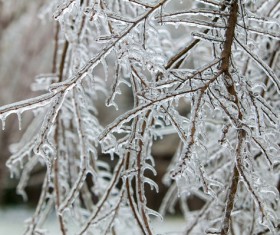 The branches of the icicle Stock Photo