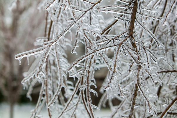 The branches of the icicle Stock Photo