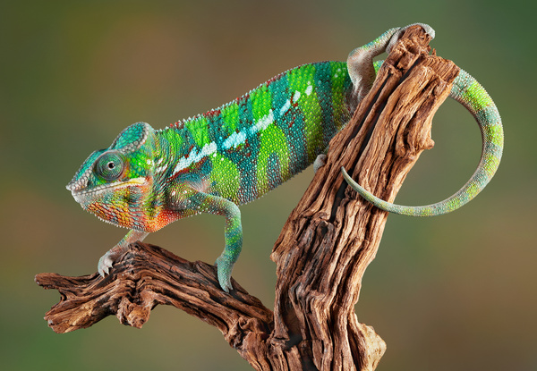 The chameleon on a dead tree Stock Photo