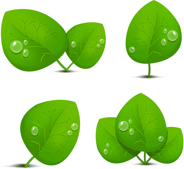 Transparent water drop with green leaves vector 01