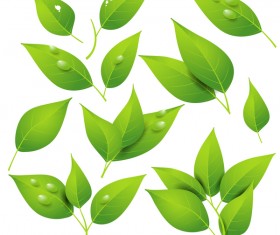 Transparent water drop with green leaves vector 02