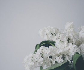 White flowers Stock Photo