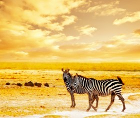 Wild zoo in the zebra Stock Photo