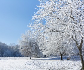 Winter beautiful tree hanging Stock Photo