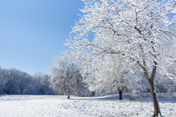 Winter beautiful tree hanging Stock Photo free download