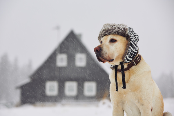 Winter outdoor dog wearing a hat Stock Photo