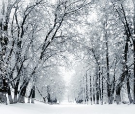 Winter tree with snow Stock Photo