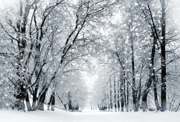 Winter tree with snow Stock Photo