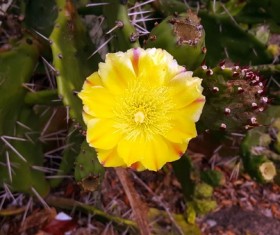 Yellow flower of the cactus