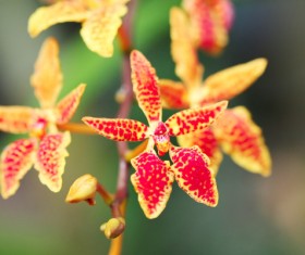 Yellow spotted orchid Stock Photo