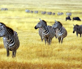 Zebra on the African savannah Stock Photo
