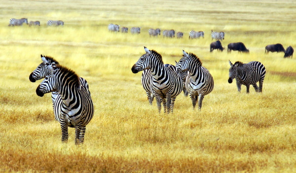 Zebra on the African savannah Stock Photo