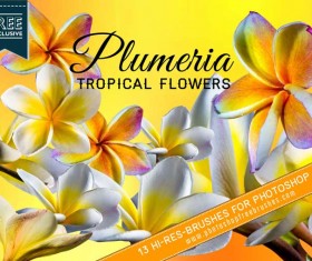 13 Tropical Plumeria Flower photoshop brushes