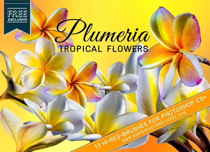 13 Tropical Plumeria Flower photoshop brushes