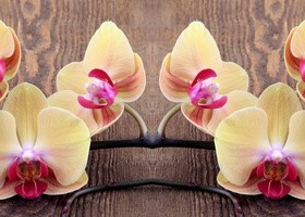 A beautiful orchid on the table Stock Photo