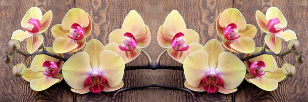 A beautiful orchid on the table Stock Photo