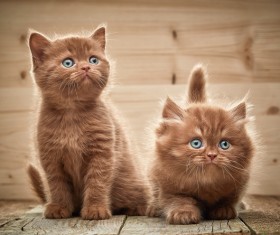 A pair of cute cats Stock Photo