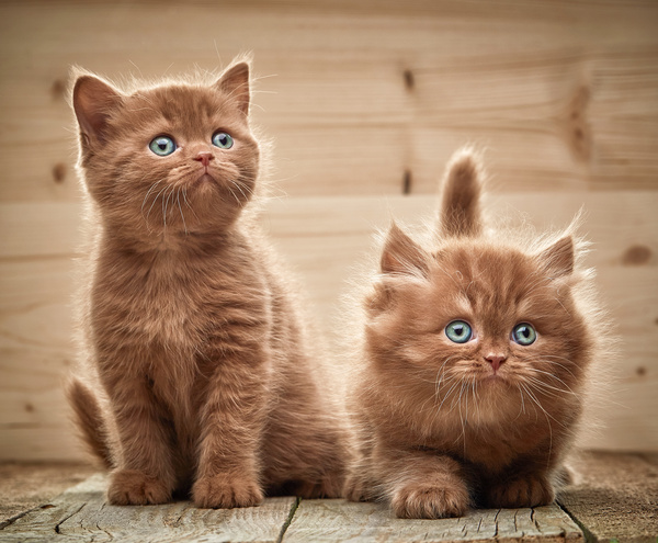 A pair of cute cats Stock Photo