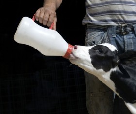 A small calf that drinks milk Stock Photo
