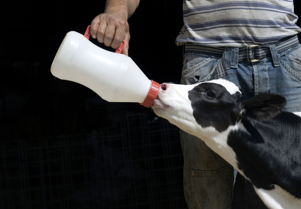 A small calf that drinks milk Stock Photo