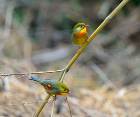 Acacia birds Stock Photo