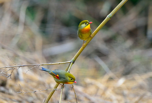 Acacia birds Stock Photo