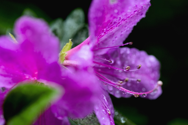 After the rain rhododendron Stock Photo
