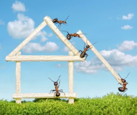 Ants build houses Stock Photo