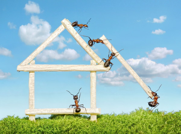 Ants build houses Stock Photo