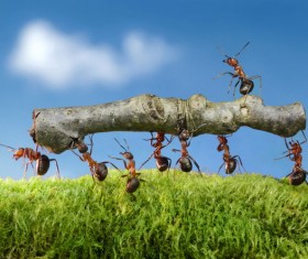 Ants move Stock Photo