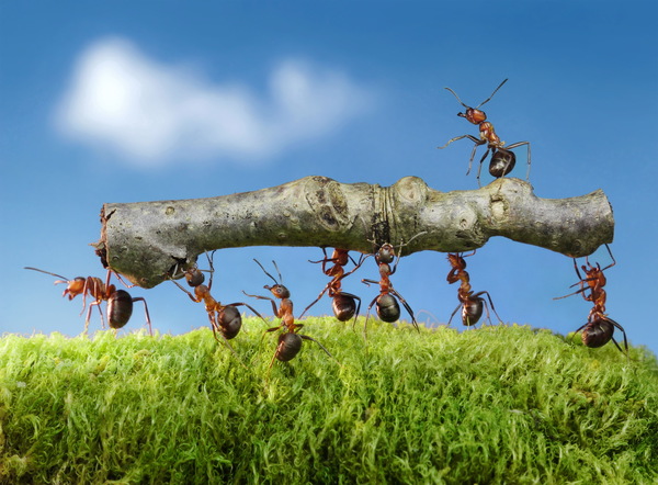 Ants move Stock Photo