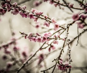 Aoxue plum Stock Photo
