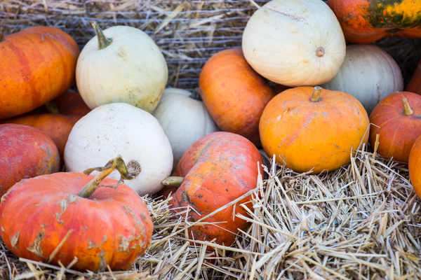 Autumn harvest pumpkin Stock Photo