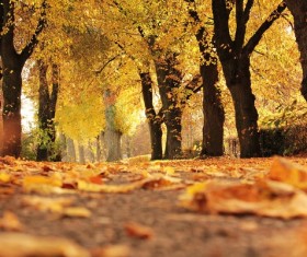 Autumn leaves golden fall Stock Photo