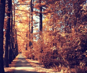 Autumn scenery Stock Photo 02