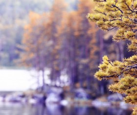 Autumn scenery Stock Photo 03