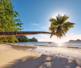 Beach leaning coconut trees HD picture