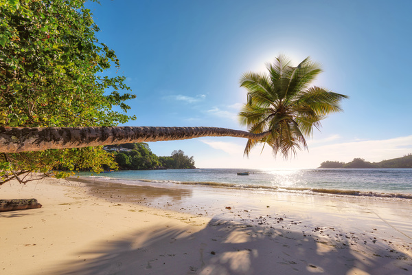 Beach leaning coconut trees HD picture