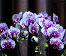 Beautiful Phalaenopsis flowers Stock Photo