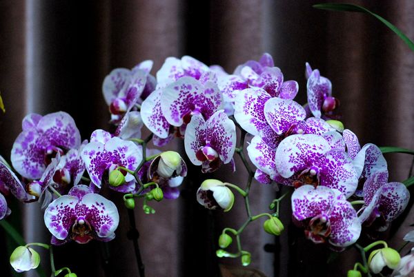 Beautiful Phalaenopsis flowers Stock Photo