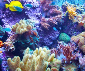 Beautiful Underwater World Coral Reef Stock Photo