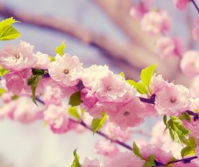 Beautiful and plum Stock Photo