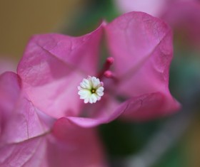 Beautiful clover plum Stock Photo