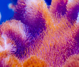 Beautiful coral reefs with seabed creatures Stock Photo