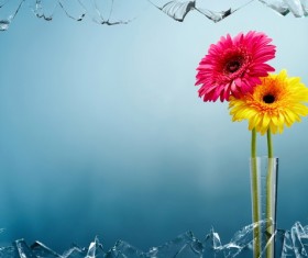 Beautiful daisy flowers Stock Photo